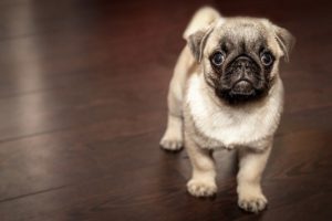 Hundehaftpflicht bei Bezug einer neuen Wohnun