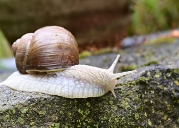 Schnecken im Garten