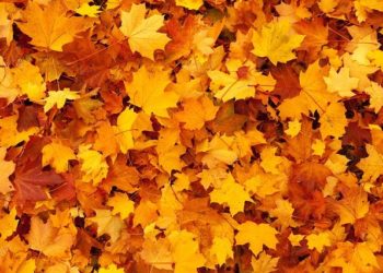 Checkliste Kauf Laubsauger